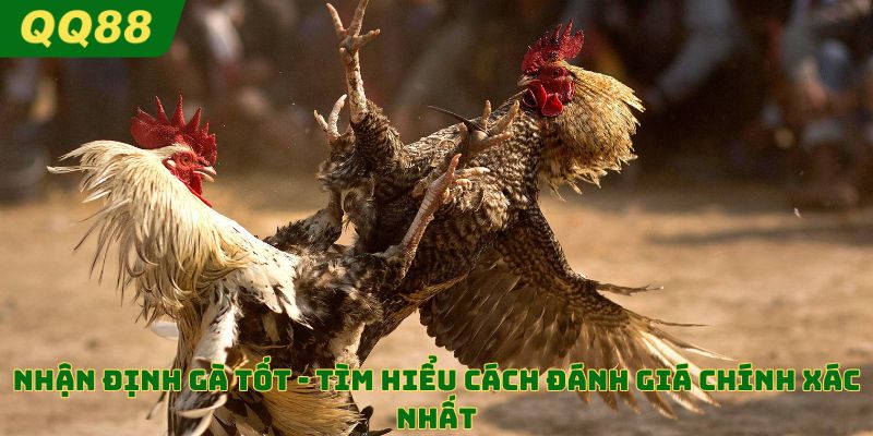 Nhận định gà tốt với qq88